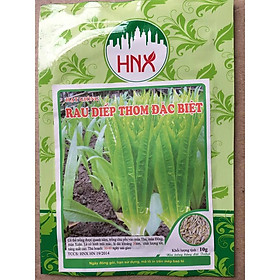 Mua Hạt giống Rau diếp thơm đặc biệt