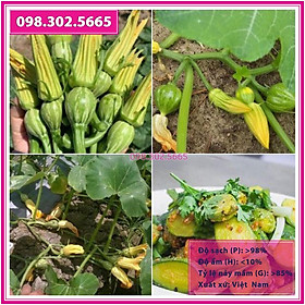 Hạt giống bí ngô siêu nụ - Gói 10 hạt - hạt giống chất lượng