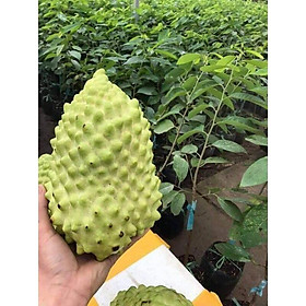 Mua CÂY GIỐNG NA SẦU RIÊNG