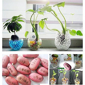 Hạt nở thần kì tiện dụng cắm hoa trang trí chậu cây bonsai, tiểu cảnh, DIY với nhiều ứng dụng khác như hút ẩm