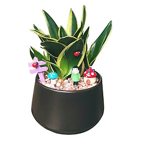 Cây Lưỡi Hổ Chậu Đen