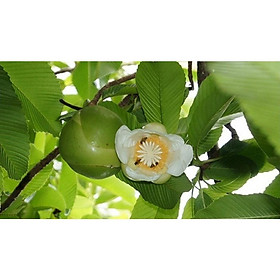 Cây giống cây sổ bà rừng - làm mứt hoặc nấu canh cực ngon