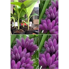 Mua CÂY GIỐNG CHUỐI TÍM CẤY MÔ F1