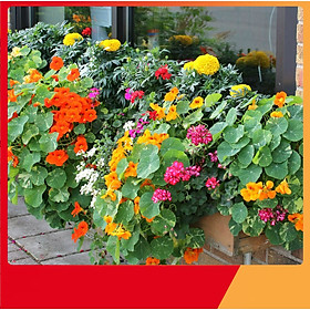 Hạt Giống Hoa Sen Cạn Mix - Nảy Mầm Cực Chuẩn