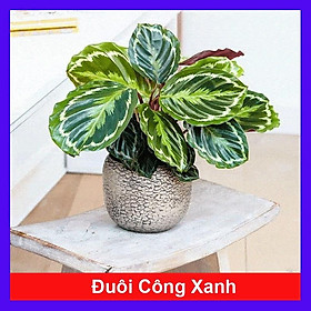 Mua Cây Đuôi Công Xanh - cây cảnh để bàn + tặng phân bón cho cây