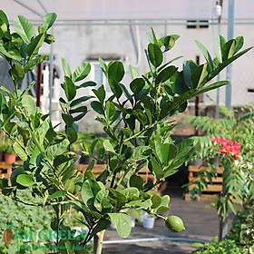 Mua CÂY GIỐNG CHANH VÀNG MỸ - HÀNG CÂY GIỐNG NHẬP KHẨU - SIÊU QUẢ