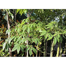 Mua cây MỸ NHÂN - HOA CỰC ĐẸP  ĐỘC  LẠ - Cây giống gửi đi nguyên bầu