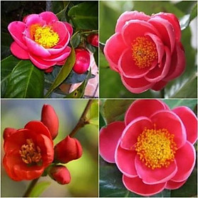 Mua Cây giống hoa hải đường