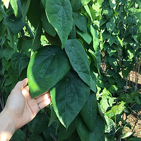 Mua Giống Sương Sâm Lông (10 hạt)