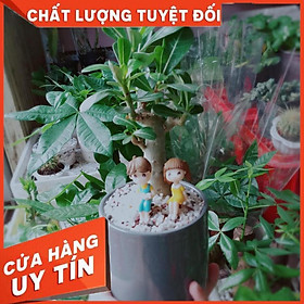 Chậu Cây Sứ tiểu cảnh Nhiều Người Mua