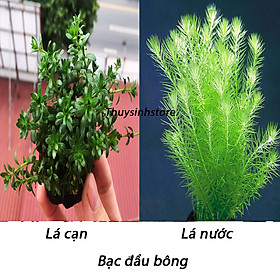 Cây Thủy Sinh Bạc Đầu Bông 15 -20 ngọn ( lá cạn )