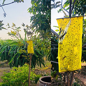 Mua 25 Miếng Bẫy Ruồi Vàng  Bẫy Côn Trùng gây hại rau sạch và cây ăn trái tại nhà nhập khẩu Israel Sticky Yellow Roll