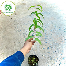 Mua Cây bạch đàn chanh (khuynh diệp chanh) cực thơm và dễ chăm sóc - Cây dược liệu (ảnh thật).