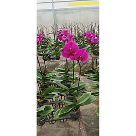 Mua { SALE MẠNH } Lan hồ điệp đại sẵn 2 ngồng nụ