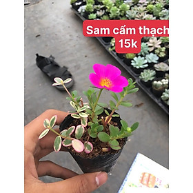 Mua sen đá sam cẩm thạch