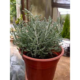 Lavender Cotton