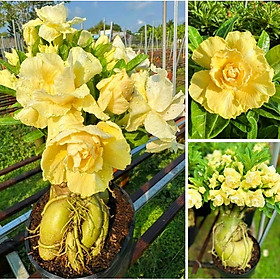 Hạt giống hoa sứ ghép Thái Lan hoa vàng cánh to - Bịch 10 hạt – Mã số 2092 -1