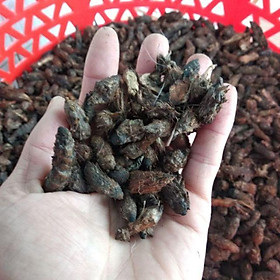 Củ Gấu  Khô 1KG