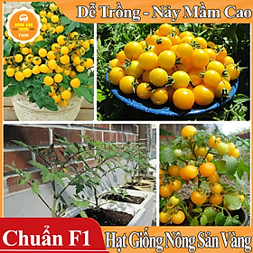 Hình ảnh Hạt giống Cà Chua Bi Vàng Lùn ( Gói 0,1g ) - Nông Sản Vàng