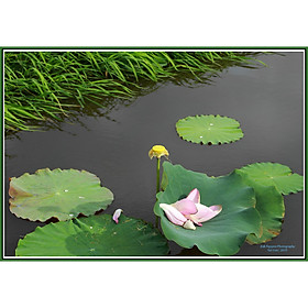 Mua Tranh canvas hoa Sen treo phòng khách ST-00322