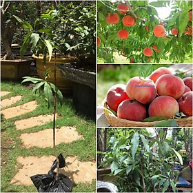 Mua CÂY GIỐNG ĐÀO TIÊN NHIỆT ĐỚI NHẬT BẢN SIÊU NGON SIÊU QUẢ- CAM KÊT GIỐNG CHUẨN F1