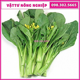 Hạt giống rau cải ngồng cao sản - Gói 20g - nảy mầm tốt, năng suất cao