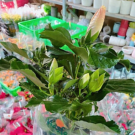 Mua Hoa Bụt Đà Lạt