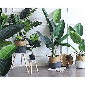 Mua Cây chuối rẻ quạt giả - Size 160cm - Tặng giỏ cói chậu bê tông y hình - Cây giả  hoa lụa Decor trang trí nhà cửa