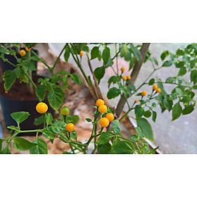 Mua Cây giống ớt siêu cay Peru Aji Charapita   (siêu sớm cây tốt)