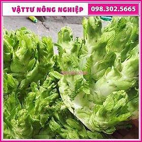 Hạt giống rau cải mầm đá cao sản đặc sản Tây Bắc - 20 hạt - nảy mầm tốt, chịu lạnh tốt