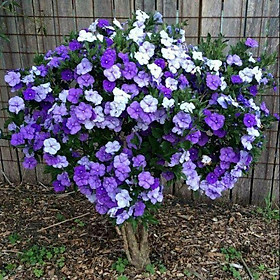 Cây hoa nhài nhật giống siêu hoa cao 15 cm