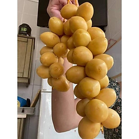 Mua Hạt giống cây chà là Thái 50 hạt