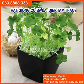 Hạt Giống Cỏ Ba Lá - Cỏ May Mắn ( Gói 10gram) - Cỏ trang trí sân vườn