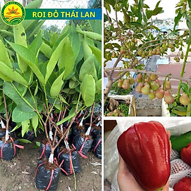 Hình ảnh Cây giống roi đỏ Thái lan, giống cây nhập khẩu mới, quả to, mọng nước, cây sớm cho trái, nhiều quả cây giống khỏe