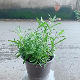 Mua Cây Lavender (Oải Hương)