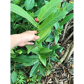 Cây hải đường cao 70-80cm đang nụ nở hoa vào dịp tết