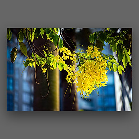 Mua Tranh Hoa Muồng Hoàng Yến Canvas Treo Tường Decor Trang Trí Nghệ Thuật - Công Nghệ In UV Nhật Bản Màu Sắc Đẹp Rõ Nét