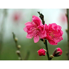 Mua Cây giống hoa đào bích