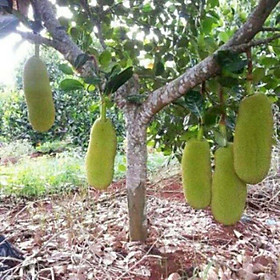 Mua Cây giống mít trái dài (cây ghép siêu sớm)
