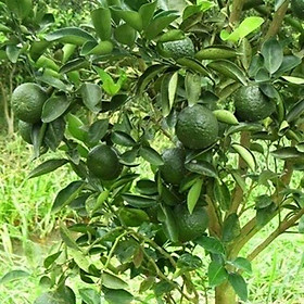 Mua Giá Gốc - Cây cam sành