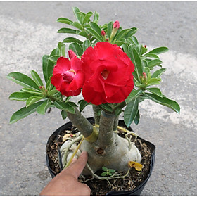 Hình ảnh Cây sứ Thái gốc to đang có hoa và nụ ST1