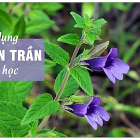 Hạt Giống Cây Dược Liệu Nhân Trần - Gói 1gram