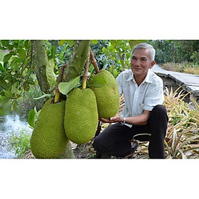 Mua Cây giống mít thái siêu sớm