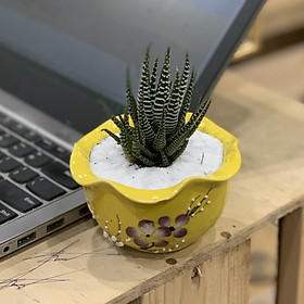 Cây Sen Đá Móng Rồng - 10x10x10 Cm - Dáng Bán Cầu - Mầu Vàng - Cây Mini Để Bàn & Chậu Gốm Sứ Bát Tràng Trồng Cây Sen Đá, Xương Rồng, Tiểu cảnh Terrarium