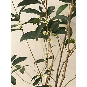 Mua Cây mộc hương