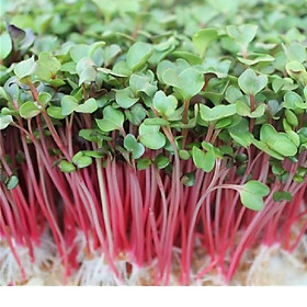 Mua Hạt giống rau mầm củ cải - 50gr