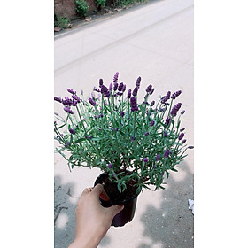 Cây Hoa Oải Hương Lavender