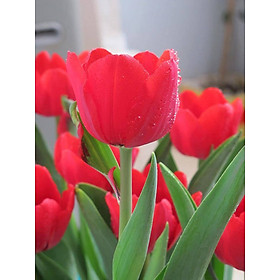 Combo 5 củ giống hoa tulip hoa đỏ