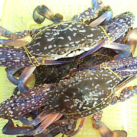 GHẸ XANH THIÊN NHIÊN TƯƠI SỐNG - 1KG
