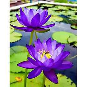 Mua Hoa súng Thái  thơm ngất ngây nha mn ( cây giống)